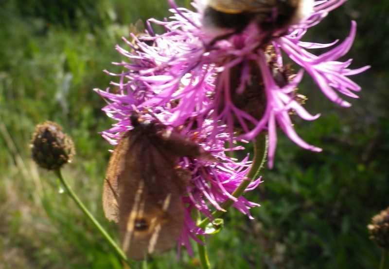 Val di Fassa . Tesero .- Centaurea sp. e Solidago sp.